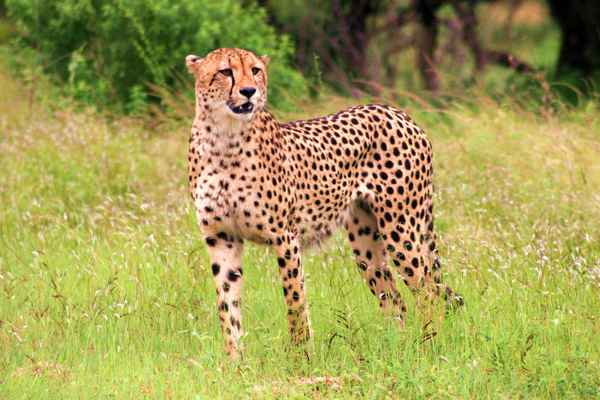 Gepard (Acinonyx jubatus)