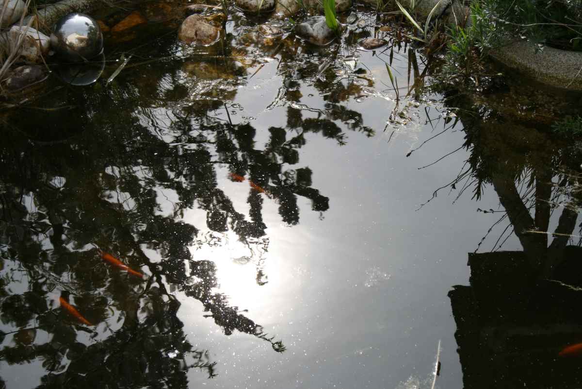 Sonne spiegelt sich im Teich