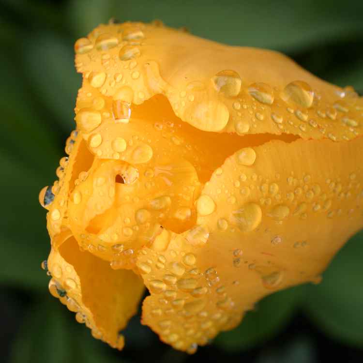 Gelbe Tulpe mit Regentropfen