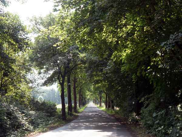 Allee