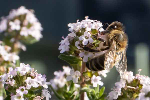 Biene nippt an einer Thymianblüte