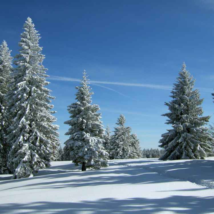Verschneite Tannen unter blauem Himmel_3