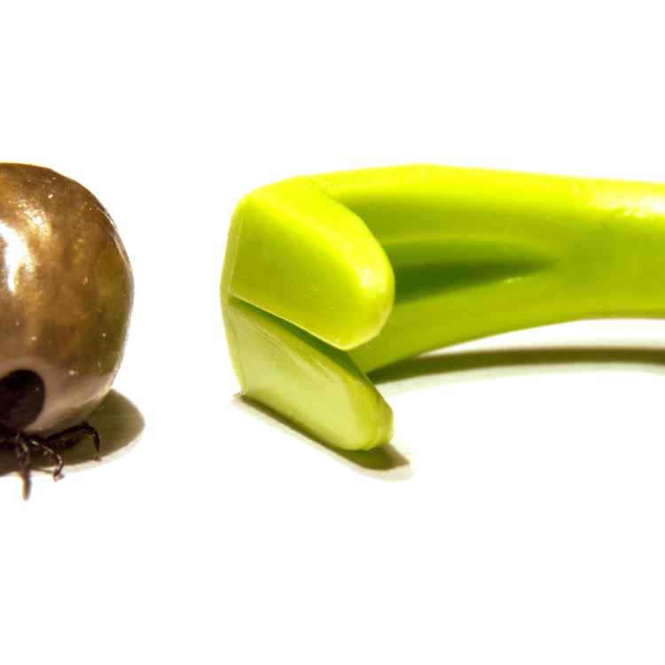 Zecke mit Zeckenhaken