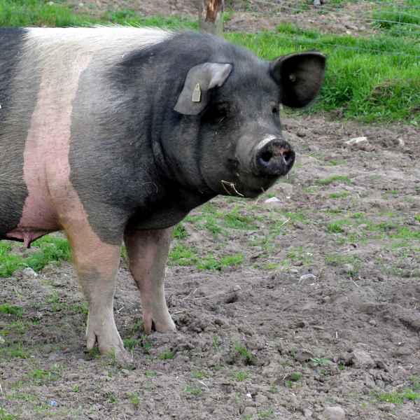 Rotbraunes Husumer Schwein vom Lütjensee im Grossraum Hamburg