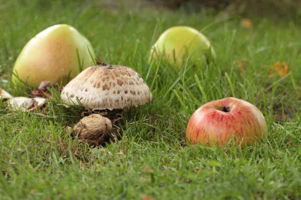 imperessionen in der obstwiese 3