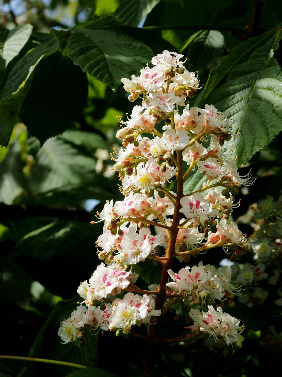 kastanienblüte