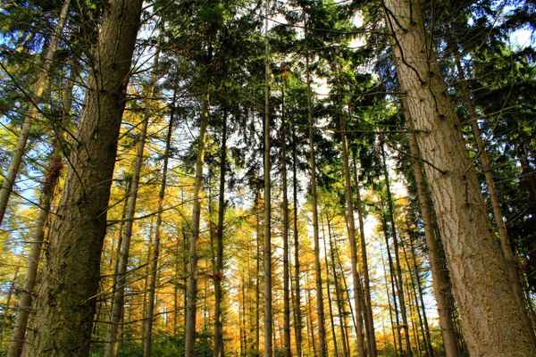 bunt sind schon die wälder