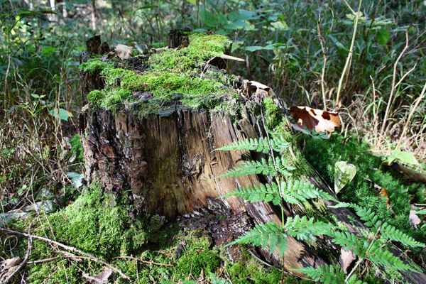 Waldboden im halbdunkel