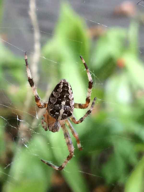 Gartenkreuzspinne