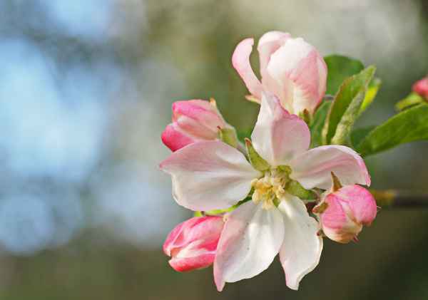 apfelblüte
