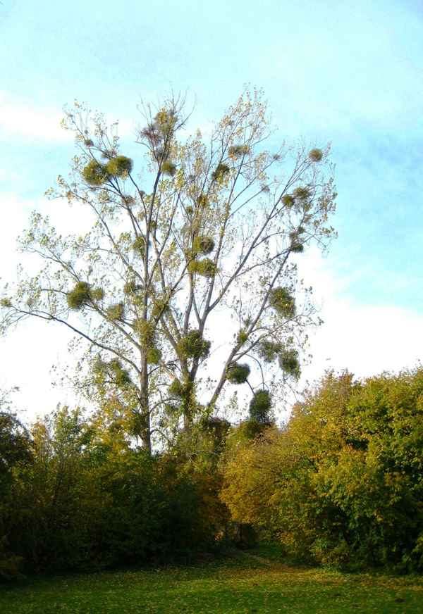 Mistelbaum im Herbst