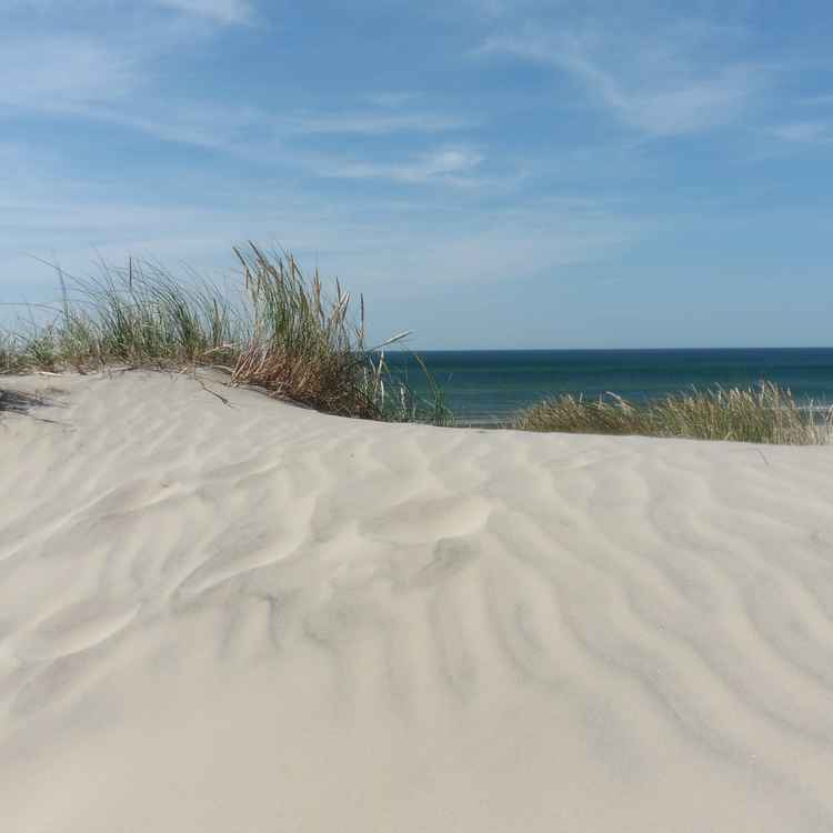 Düne bei Blokhus
