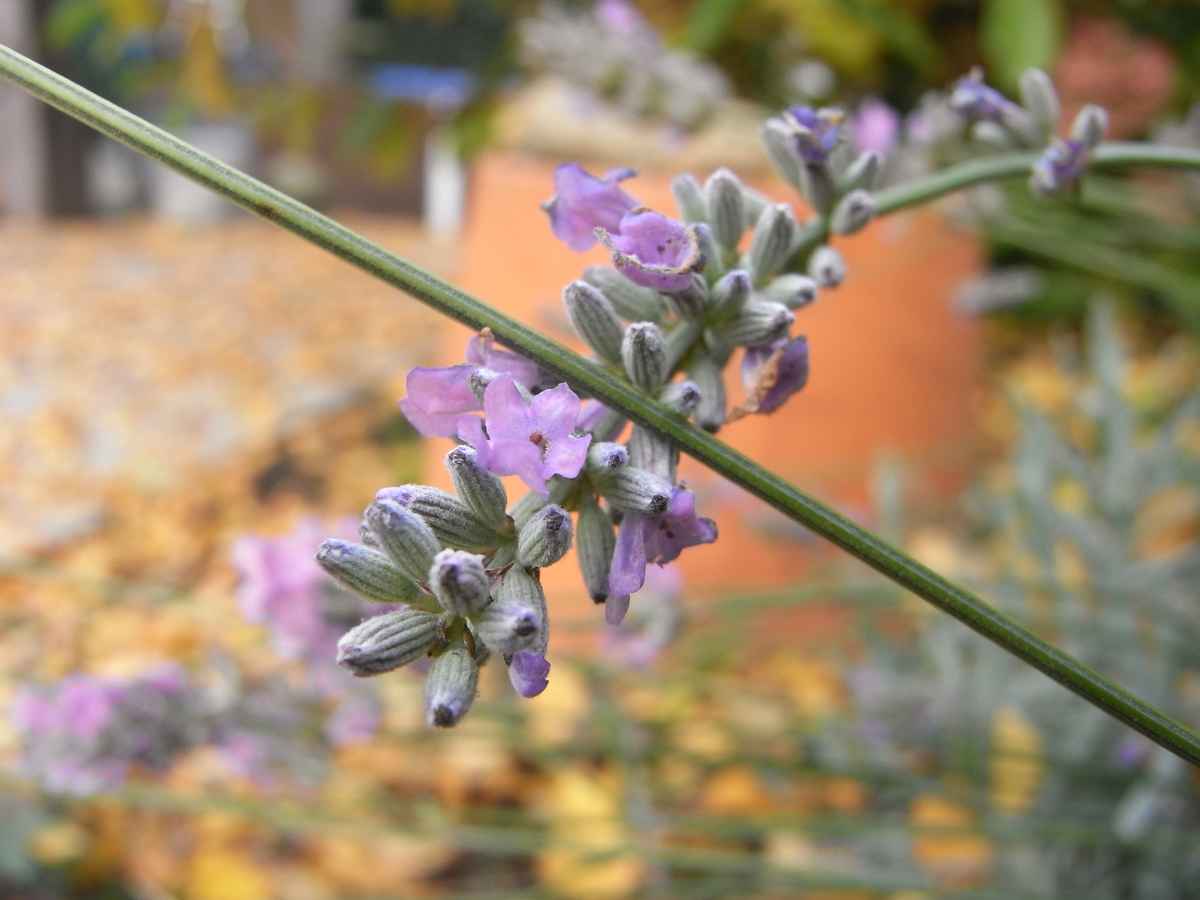 Lavendel