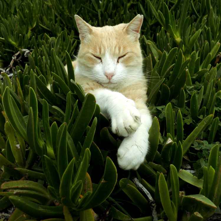 Eine Schönheit im Grünzeug