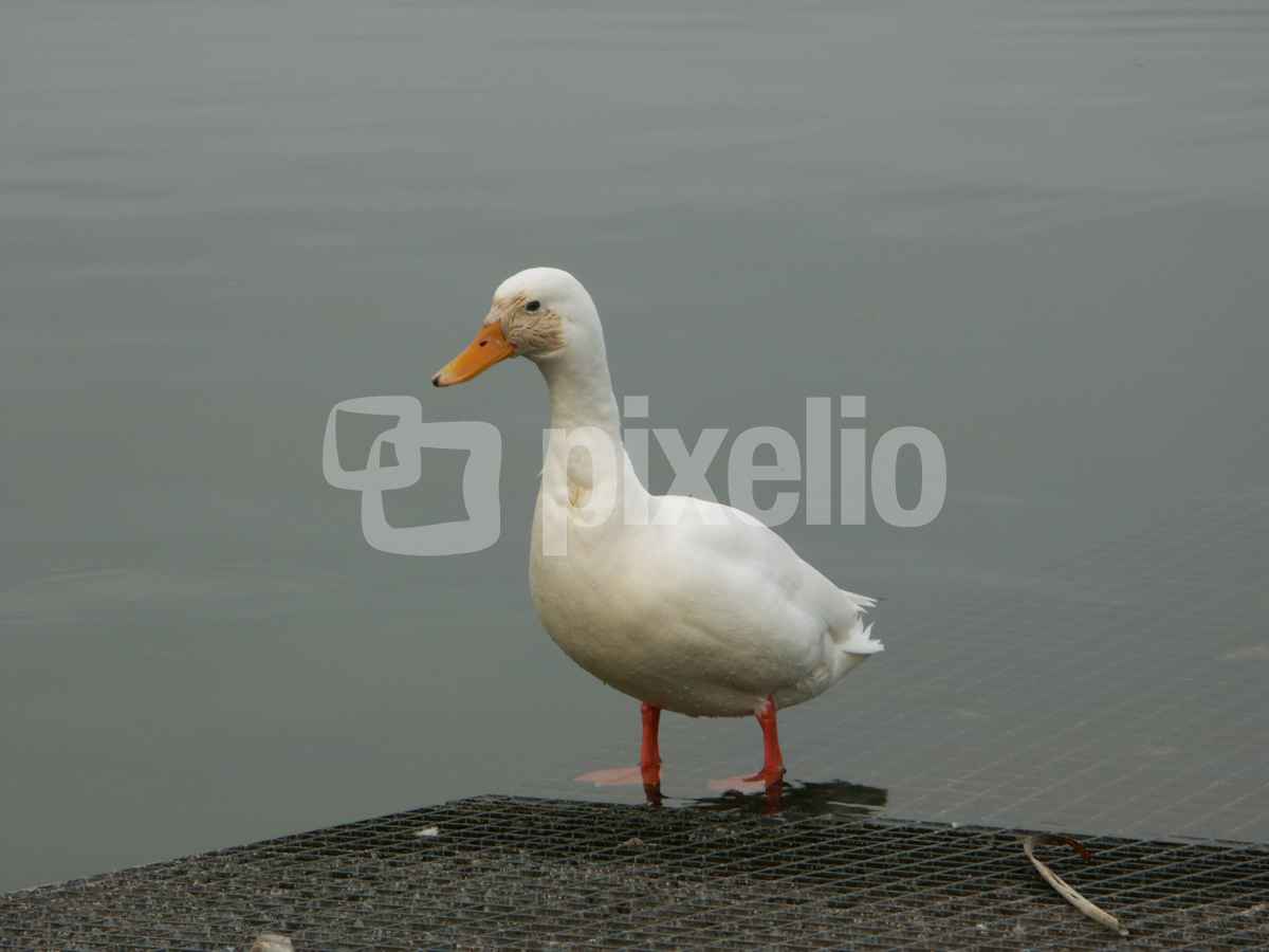 weisse Ente