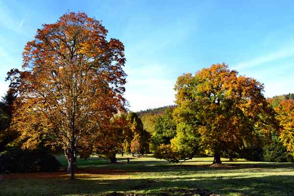 Herbst im Park