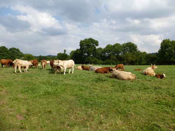 Kuhherde auf der Weide