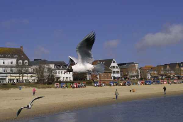 Möwe (3)