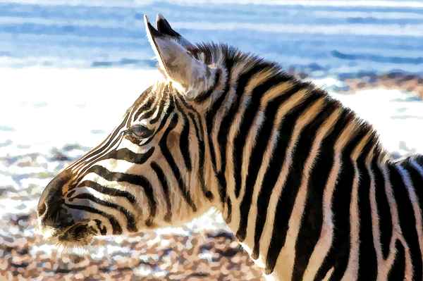 Zebra