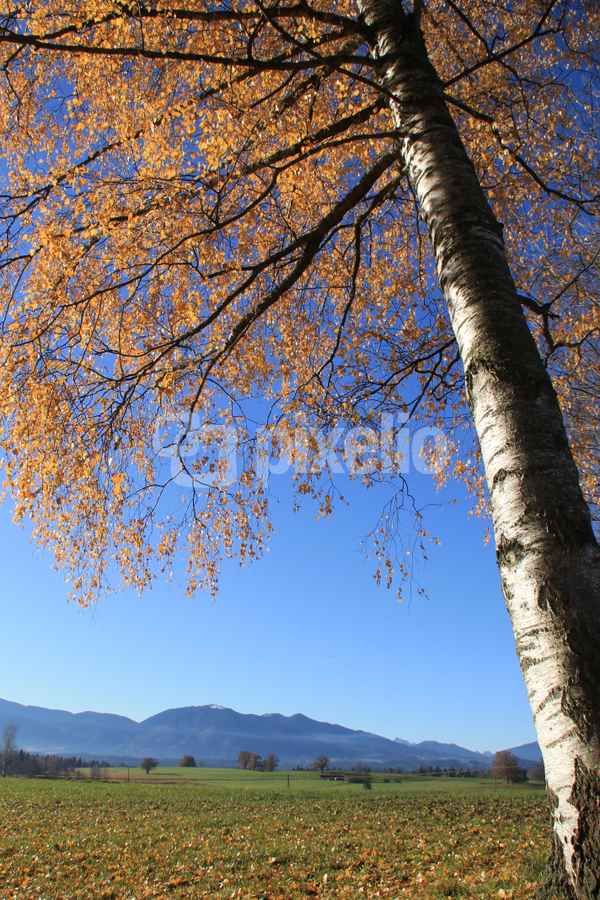 Herbstleuchten im November 02