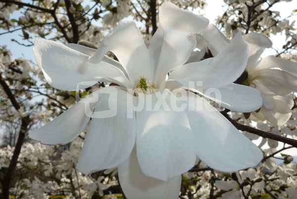 Sternmagnolie
