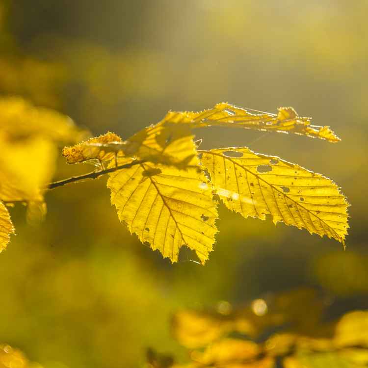 Goldener Oktober