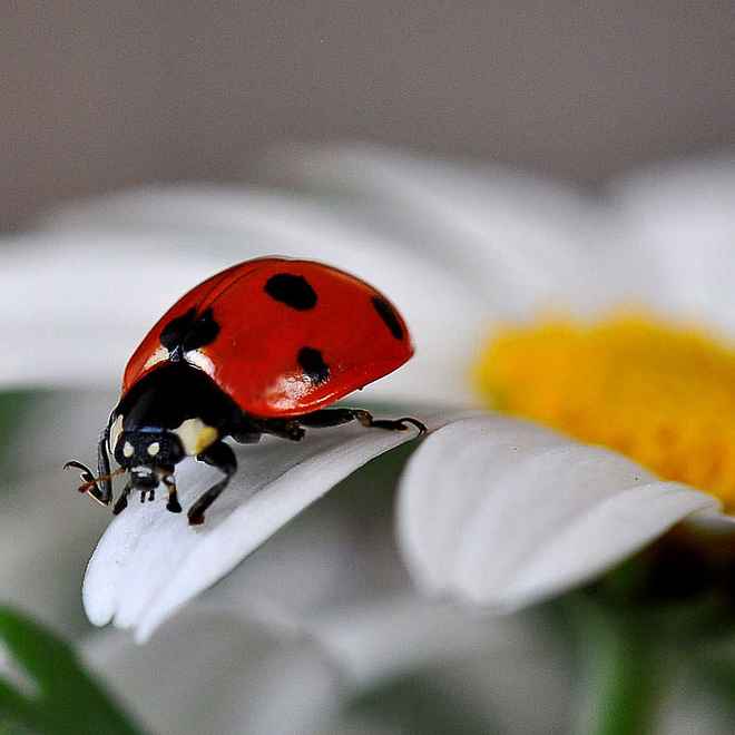 Siebenpunkt - Marienkäfer
