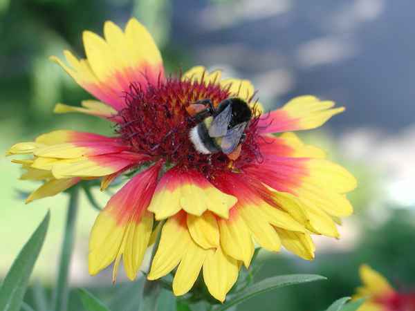 Koradenblume mit Hummel