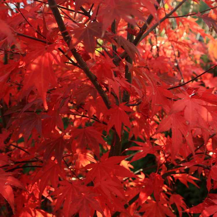 Herbstfarben