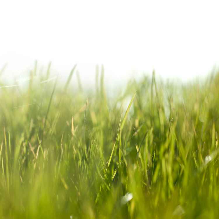 Gras