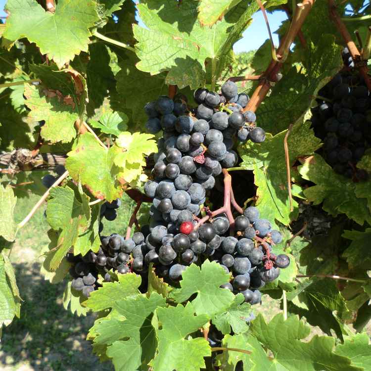 Weinlese am Bisamberg in Wien