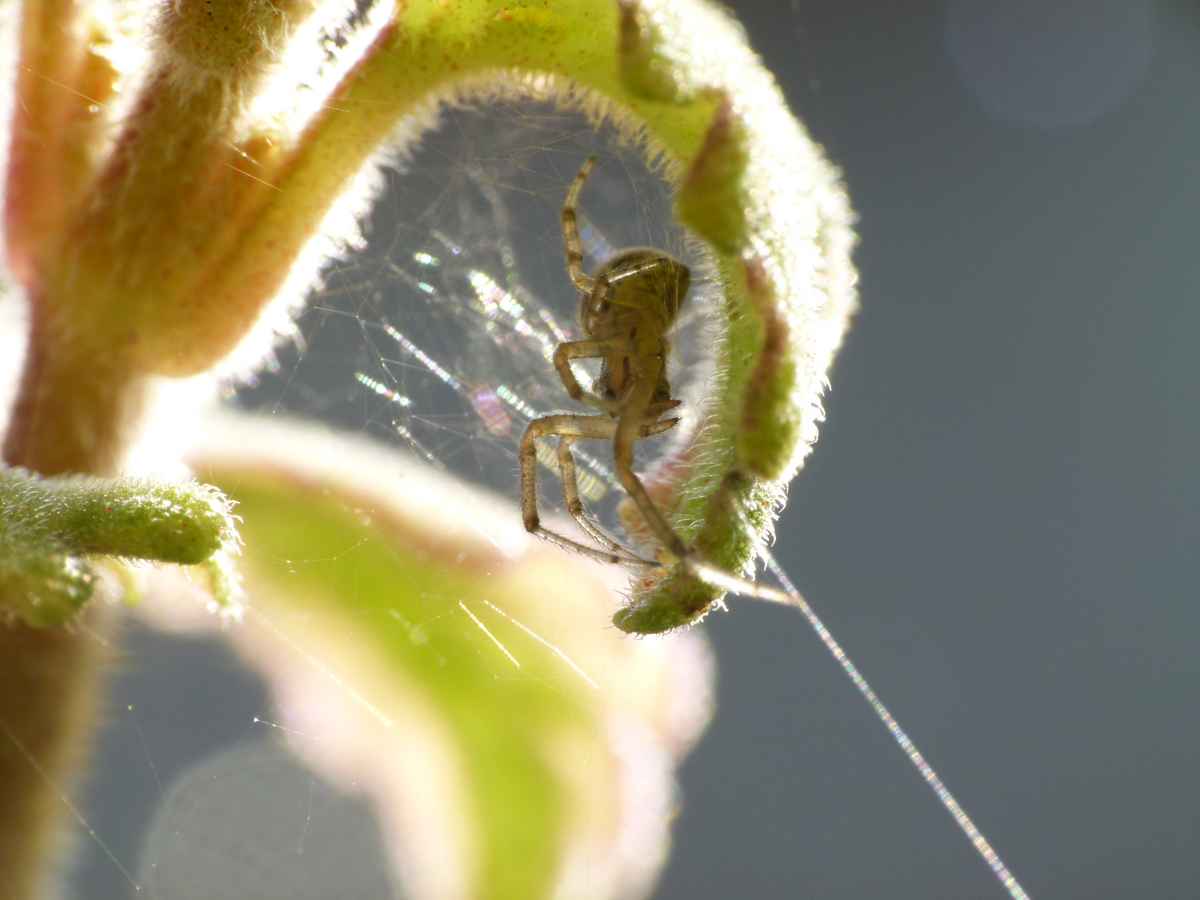 spinne auf der lauer