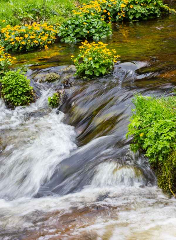 Quellbach im Schwarzwald 4