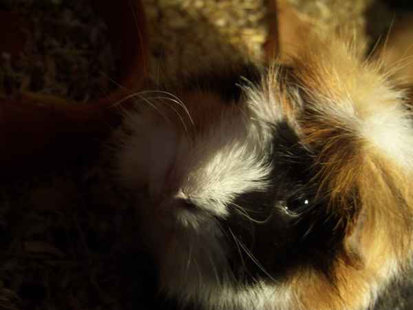 Meerschwein