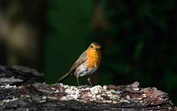Rotkehlchen am Futterplatz