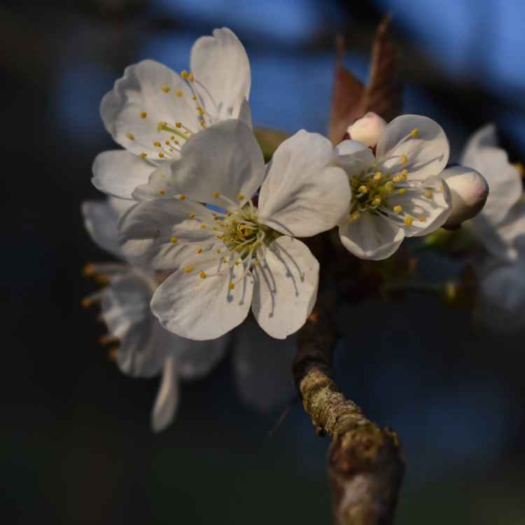 Kirschblüte vor blauem Hintergrund