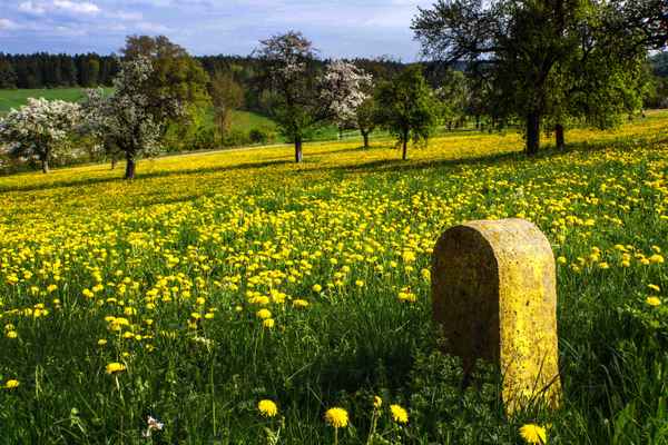 Frühlingswiese mit Baumblüte 3