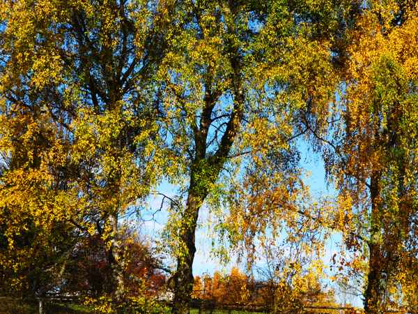 Die volle Farbenpracht im Herbst