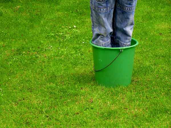 Topfpflanze winterhart