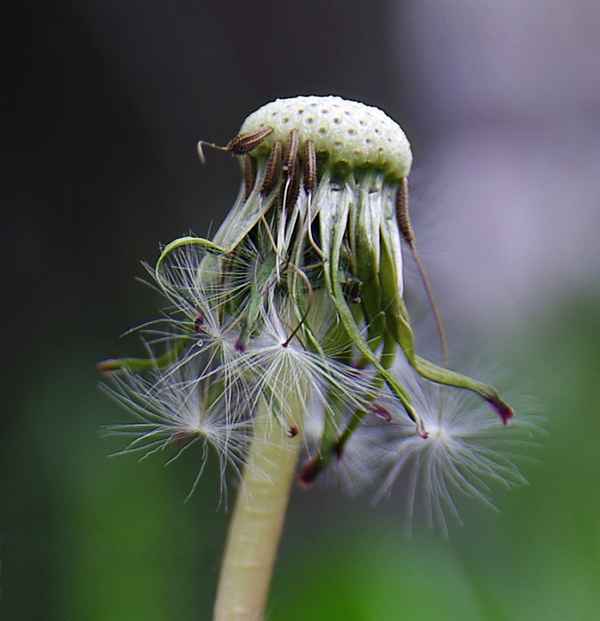 Pusteblume