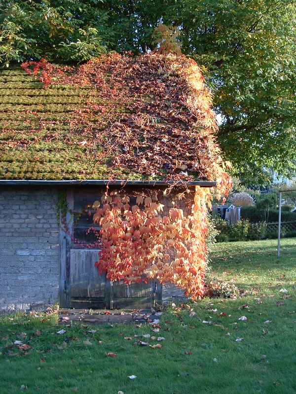 Fachwerkhaus mit wildem Wein zugewachsen