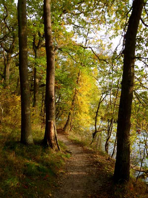 Kleiner Weg an der alten Aller