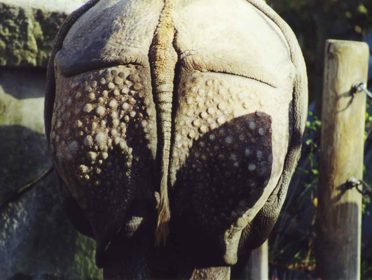 Nashorn Hintern