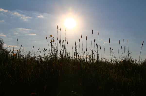 Abends am Feldrand 02