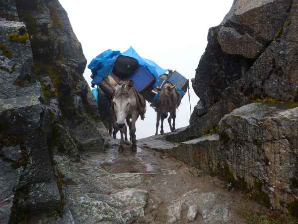 Esel beim Trekking in Peru