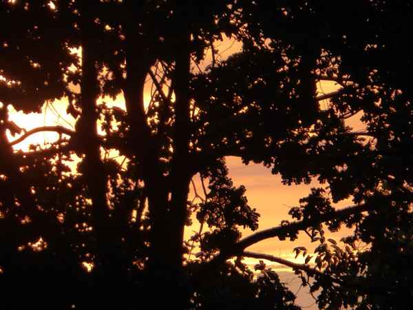 Abendrot hinter dem Wald