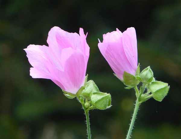 Zwei halboffene Hibiskusblüten