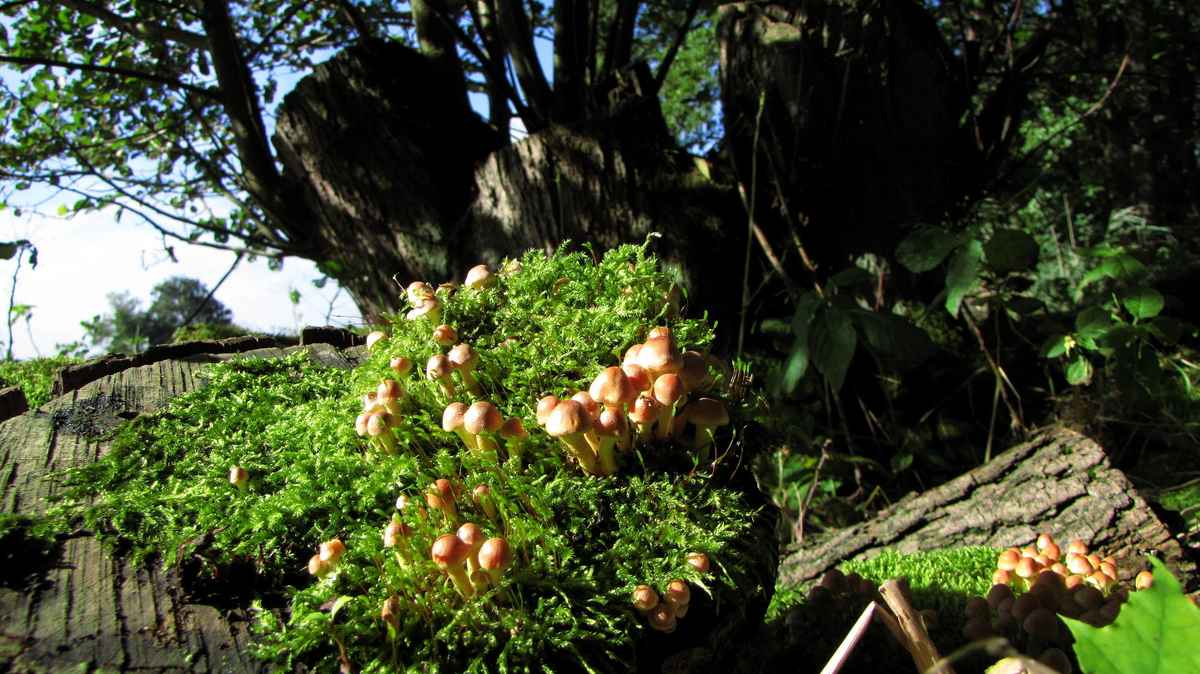 Der Sonne entgegen !