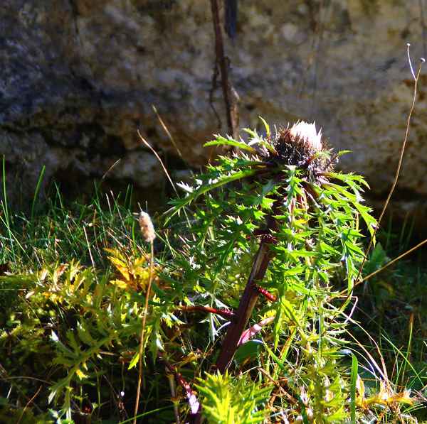 Sommerblüten im Oktober 03