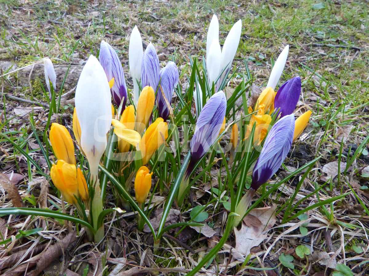 Krokusse